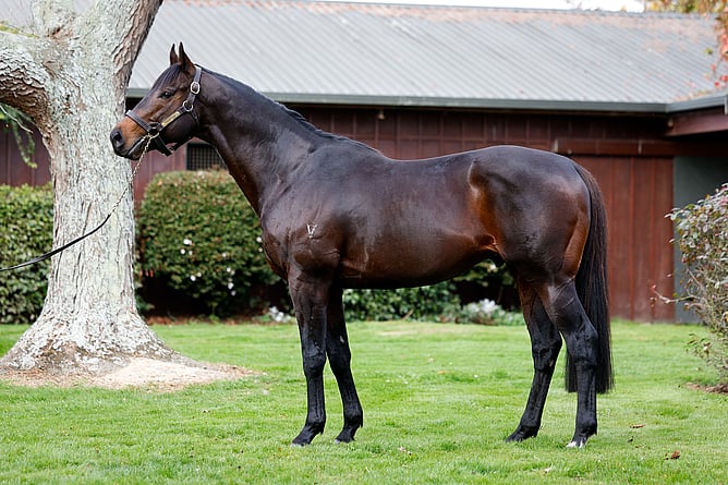 Savile Row will stand at Brighthill Stud this season - Photo: Angelique Bridson