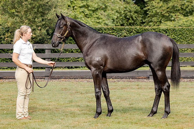 Hailstones, the first winner for Noverre, pictured at Waikato Stud as a yearling - Photo: supplied