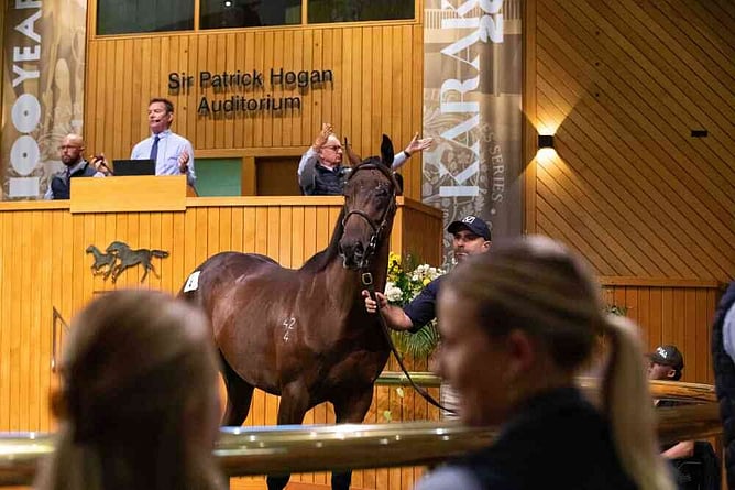 Entries are open for NZB&rsquo;s Karaka 2027, starting Sunday 24 January at Karaka.  - Photo: Trish Dunell