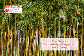 Tree Disputes: How to Navigate Invasive Species Like Bamboo
