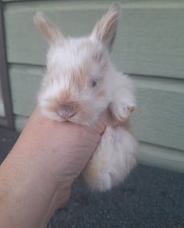BUDDY - Ready for new home from 10 July