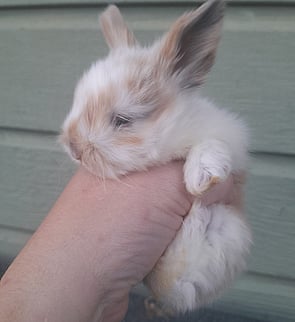 BUMBLE - Ready for new home from 10 July