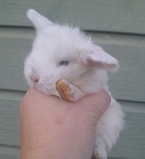 LILY - Ready for new home from 10 July