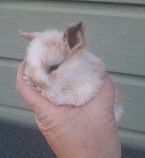 POPCORN - Ready for new home from 10 July