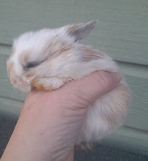 BUTTERCUP - Ready for new home from 10 July