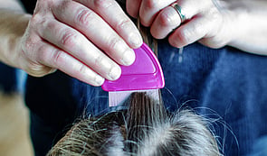 Funded Head Lice Treatment