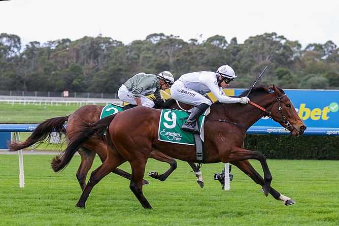 Perfect Ten is living up to her name, scoring a third career victory in the Evergreen Turf Handicap (1600m) at Sandown.   - Photo: Bruno Cannatelli