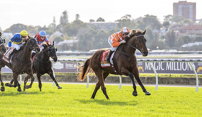 Western Empire continued his remarkable resurgence with victory in the Gr.3 Strickland Stakes at Belmont. - Photo: Western Race Pix