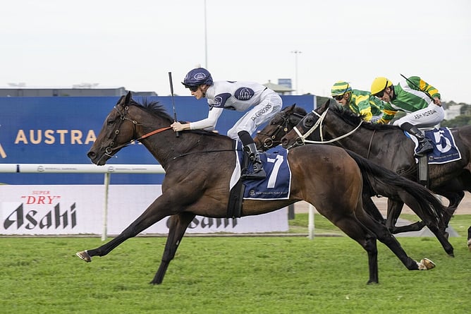 Thebudgiesmugla maintained his perfect record over 2400m, claiming Listed honours in the Queen Elizabeth II Cup at Rosehill. - Photo: Bradley Photos