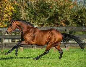 Top-Level Stallion Talent in NZB National Weanling Sale Catalogue