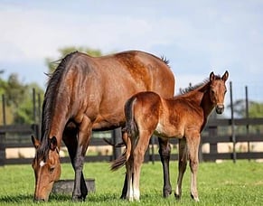 Last Chance to Enter National Breeding Stock Sale