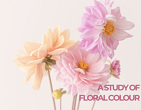Light in Bloom: Racheal Young
