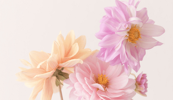 Light in Bloom: Racheal Young