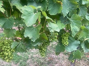 Tale of two new Chardonnays