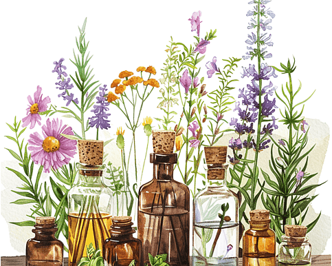 an image of a selection of essential oils herbs and plants
