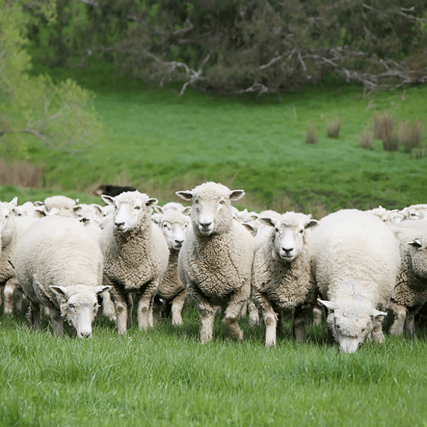 OptiMate looselick for sheep to help with rumen health and digestion
