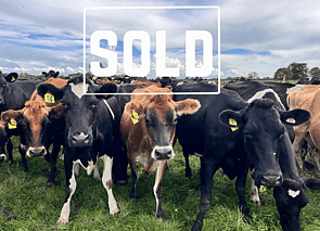 150 x Crossbred to Jersey Herd - SOLD! - BW: 56, PW: 74Sam Cowley, 021 263 2019
