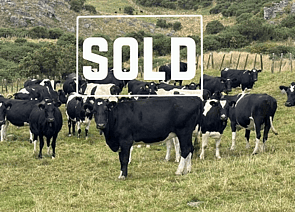 81 x Friesian & Black Friesian In-calf Cows. DTC from 15/07 - SOLD! - BW: 101, PW: 134Jason Roberts, 027 707 1271