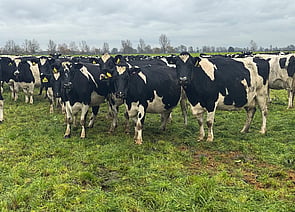 420 x Predominantly Friesian Herd. DNA Profiled - BW: 133, PW: 120Jason Roberts, 027 707 1271