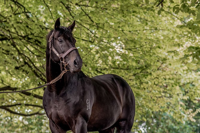 New Zealand Champion sire Savabeel has passed away. - Photo: Supplied