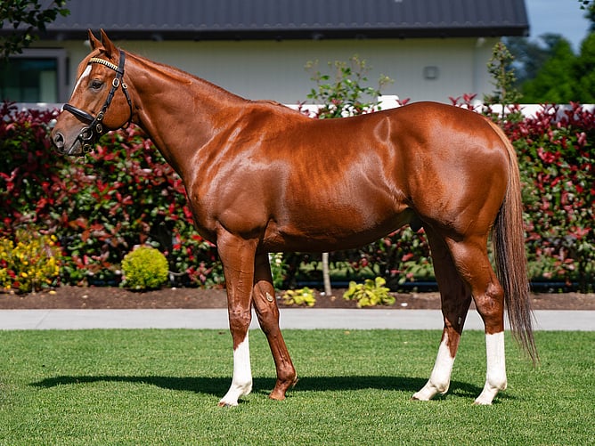 Two weanlings by Cambridge Stud's freshman sire Chaldean will be offered at New Zealand Bloodstock's National Weanling Sale on Thursday. - Photo: Supplied