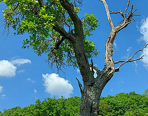 7 Signs a Tree Needs to Be Removed