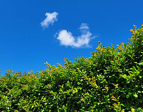How Often Should Hedges Be Trimmed?