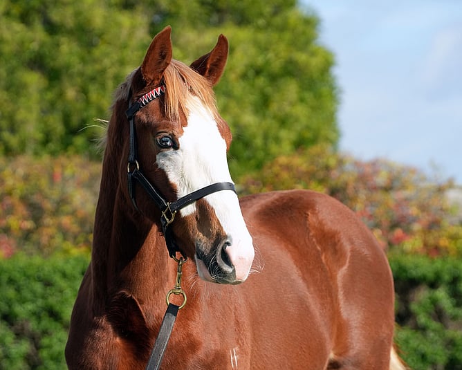 The distinctively marked lot 83 will be one of six weanlings by freshman sire Mr Mozart offered at New Zealand Bloodstock's National Weanling Sale. -  Photo: Supplied