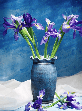 Nova 1000 Piece Jigsaw Puzzle Iris