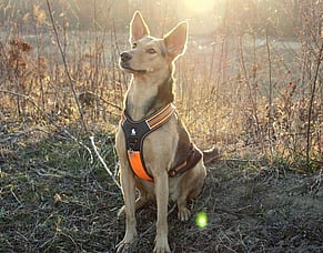 Product Highlight : Truelove Harnesses