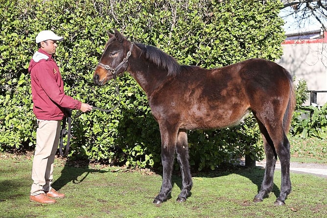 Lot 17, the Hello Youmzain half-sister to Group One winner Bonny Lass, will be offered by Hallmark Stud at New Zealand Bloodstock's National Weanling Sale.  - Photo: Supplied