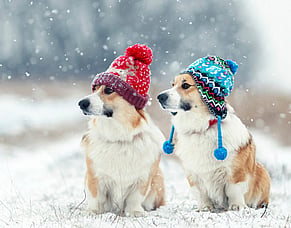 Make winter FUN for your pup