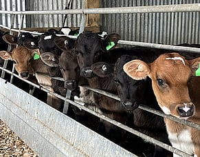 Give your calves a great start