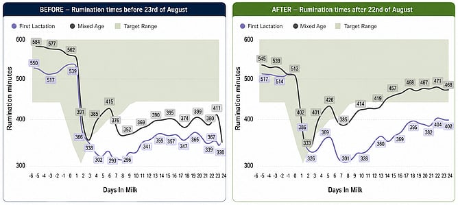 Figure 1. Transition summary graphs showing average rumination minutes for recently calved first-lactation and mixed-age cows before and after nutritional changes introduced on 23 August 2025.