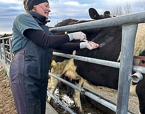 Trace elements ahead of calving
