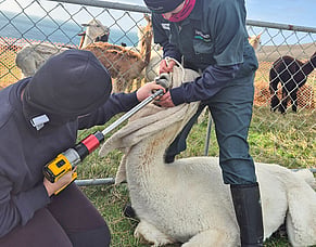 Dental care, alpaca style