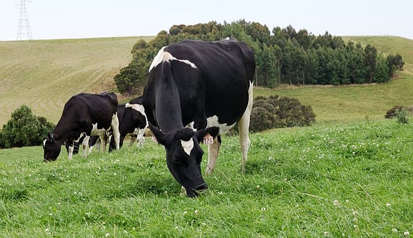 Government aims for dairy