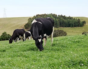 Government aims for dairy