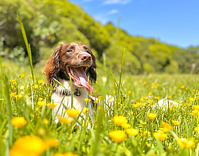Why Your Dog Ignores You at the Park