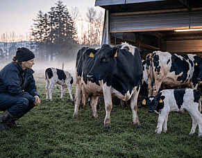 Calving is Busy.  It Shouldn't Be a Test of Endurance