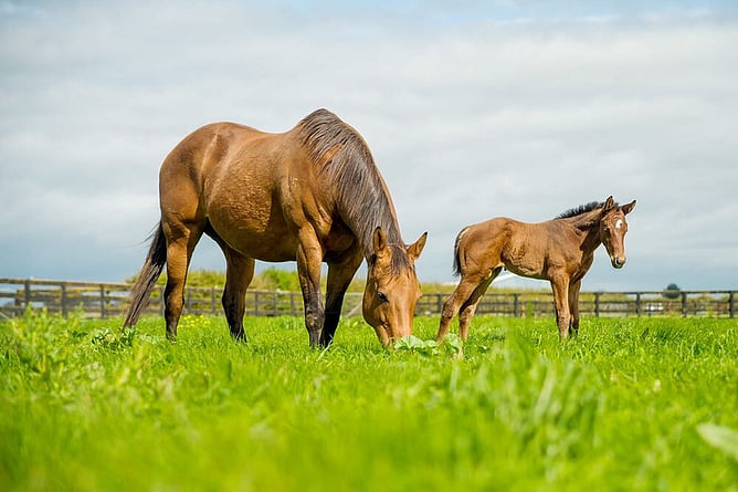 The Oaks Stud in Cambridge  - Photo: Sharon Chapman
