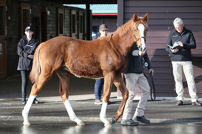 Haunui Farm&rsquo;s Chaldean colt out of Novashow was knocked down for $250,000 to Mike Fleming  - Photo: Trish Dunell