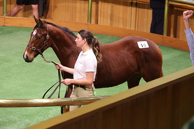 A Super Seth colt out of Popular sold for $180,000 to Matamata horseman Paul Pertab  - Photo: Trish Dunell