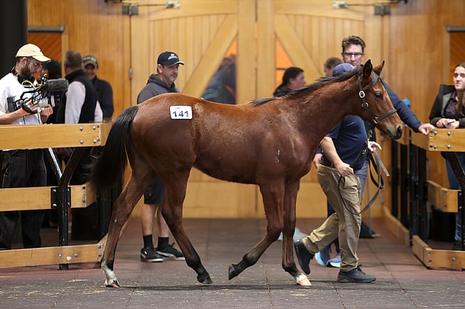 Lot 141 - a Paddington colt out of Minnaleo sold for $190,000 to Byerley Bloodstock -  Photo: Trish Dunell