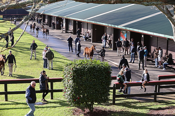 A hive of activity at the New Zealand Bloodstock&rsquo;s National Weanling Sale at Karaka on Thursday  - Photo: Trish Dunell
