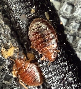Bed Bugs Cambridge