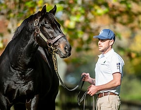 Horse of a lifetime &ndash; reflections on champion stallion Savabeel