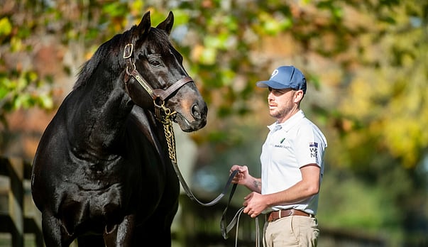 Horse of a lifetime &ndash; reflections on champion stallion Savabeel