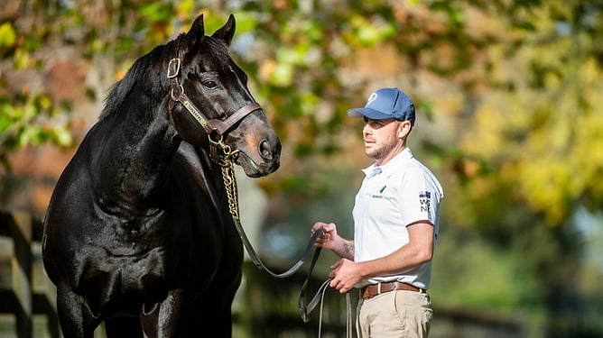 Savabeel pictured at Waikato Stud with his groom Ryan Figgins  - Photo: Supplied