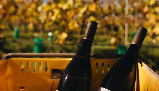 Authentic expressions of place - New Zealand Chardonnay